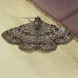 Beriodesma setifera